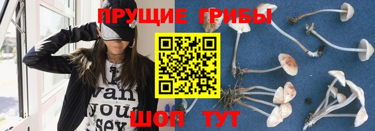 Псилоцибиновые грибы прущие грибы  купить   Псилоцибиновые грибы GOLDEN TEACHER  Пыть-Ях  Вход с VPN 